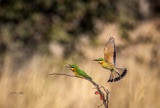 Vumbura - Little Bee Eaters3